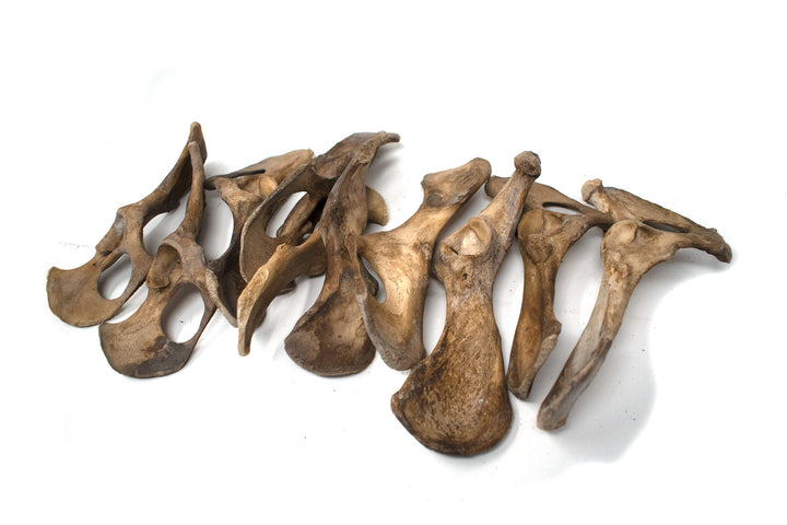gray wolf hip bone