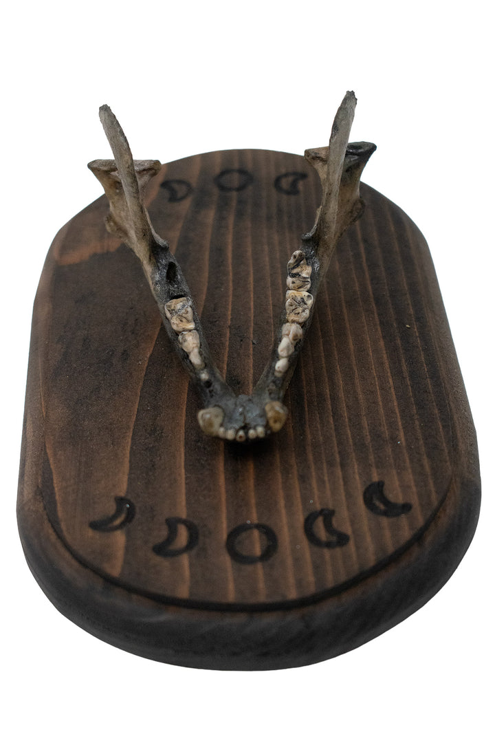 Raccoon Jawbone Moon Phase Wall Hanger