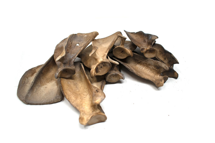 gray wolf shoulder bone (scapula)