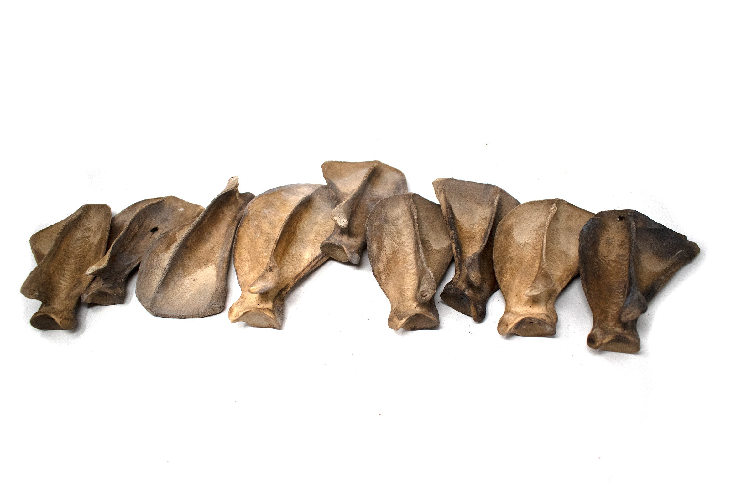 gray wolf shoulder bone (scapula)