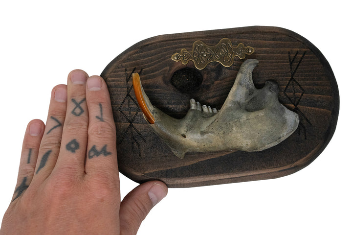 Beaver Jawbone Prosperity Bindrune Wall Hanger