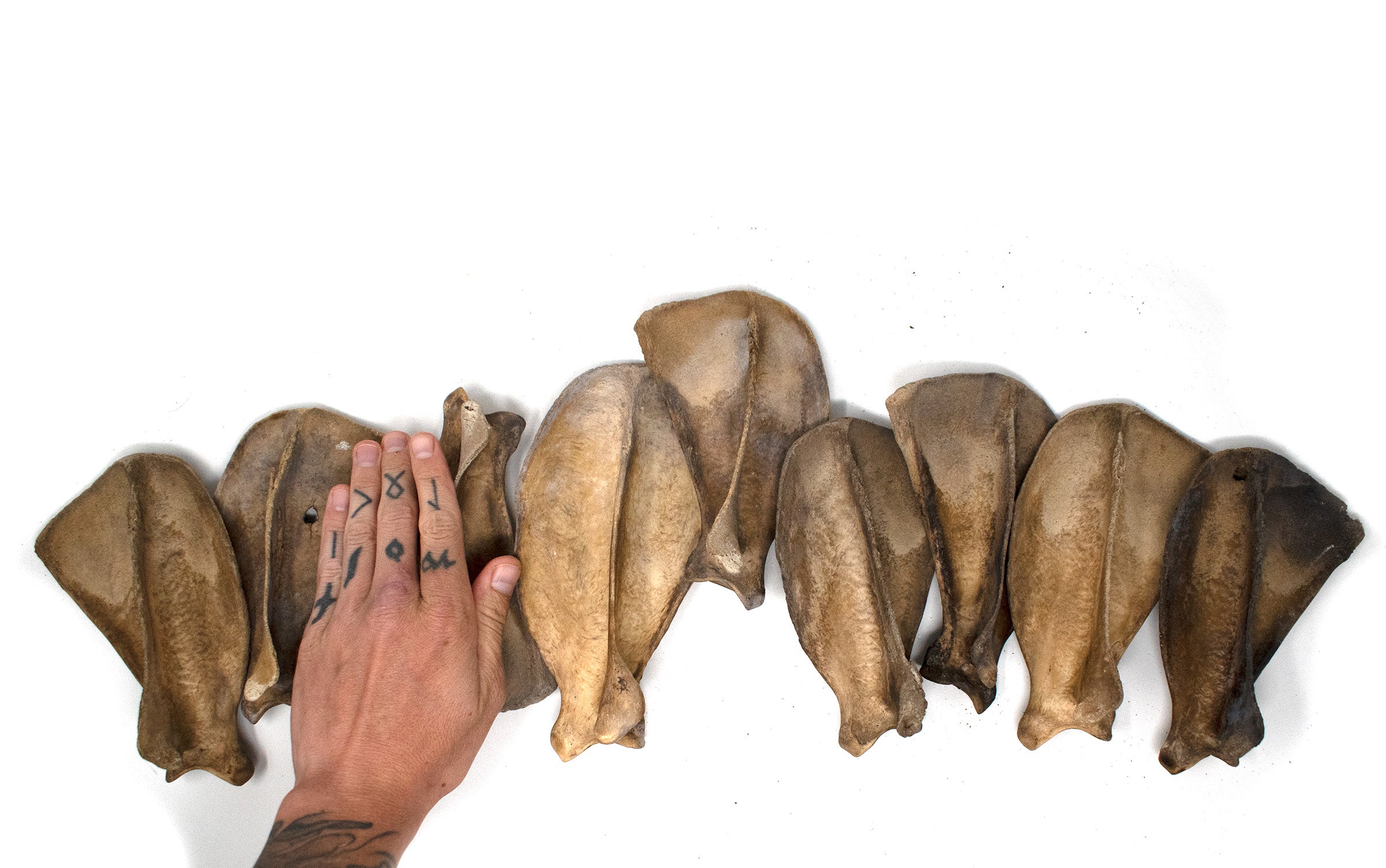 gray wolf shoulder bone (scapula)