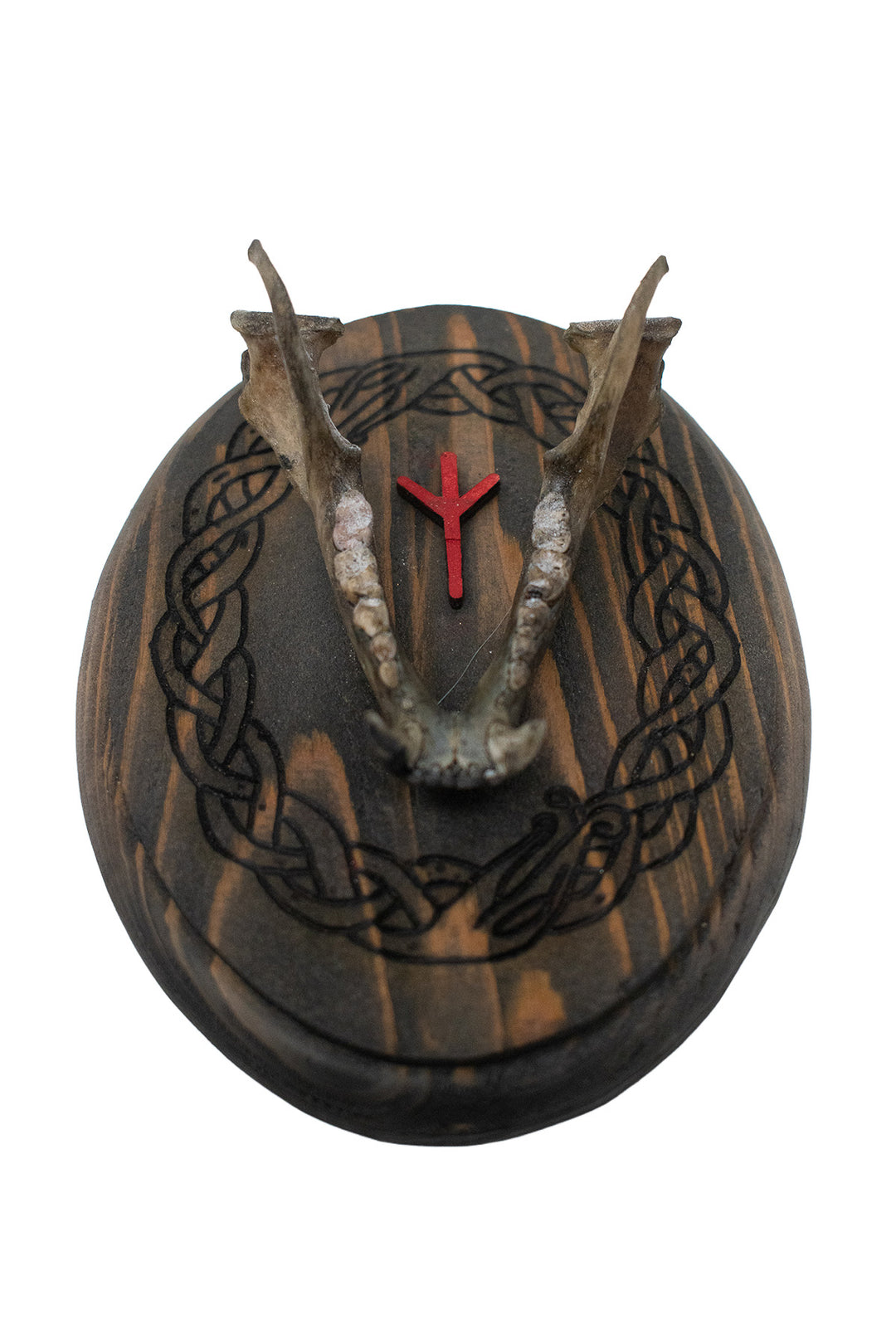 Raccoon Jawbone Algiz Wall Hanger