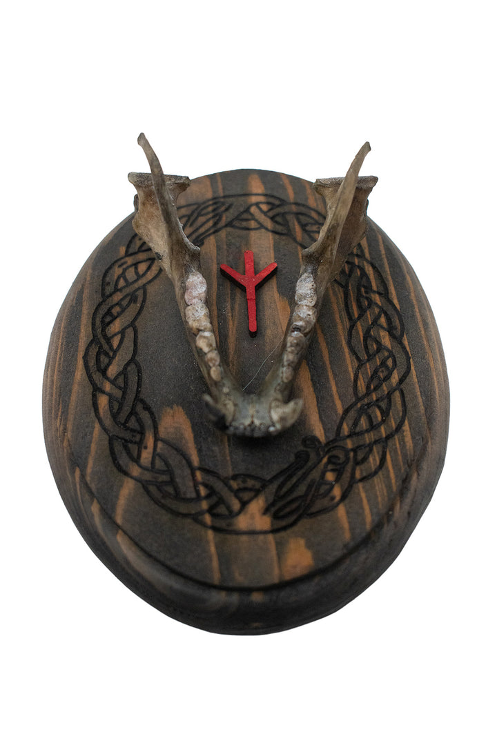 Raccoon Jawbone Algiz Wall Hanger