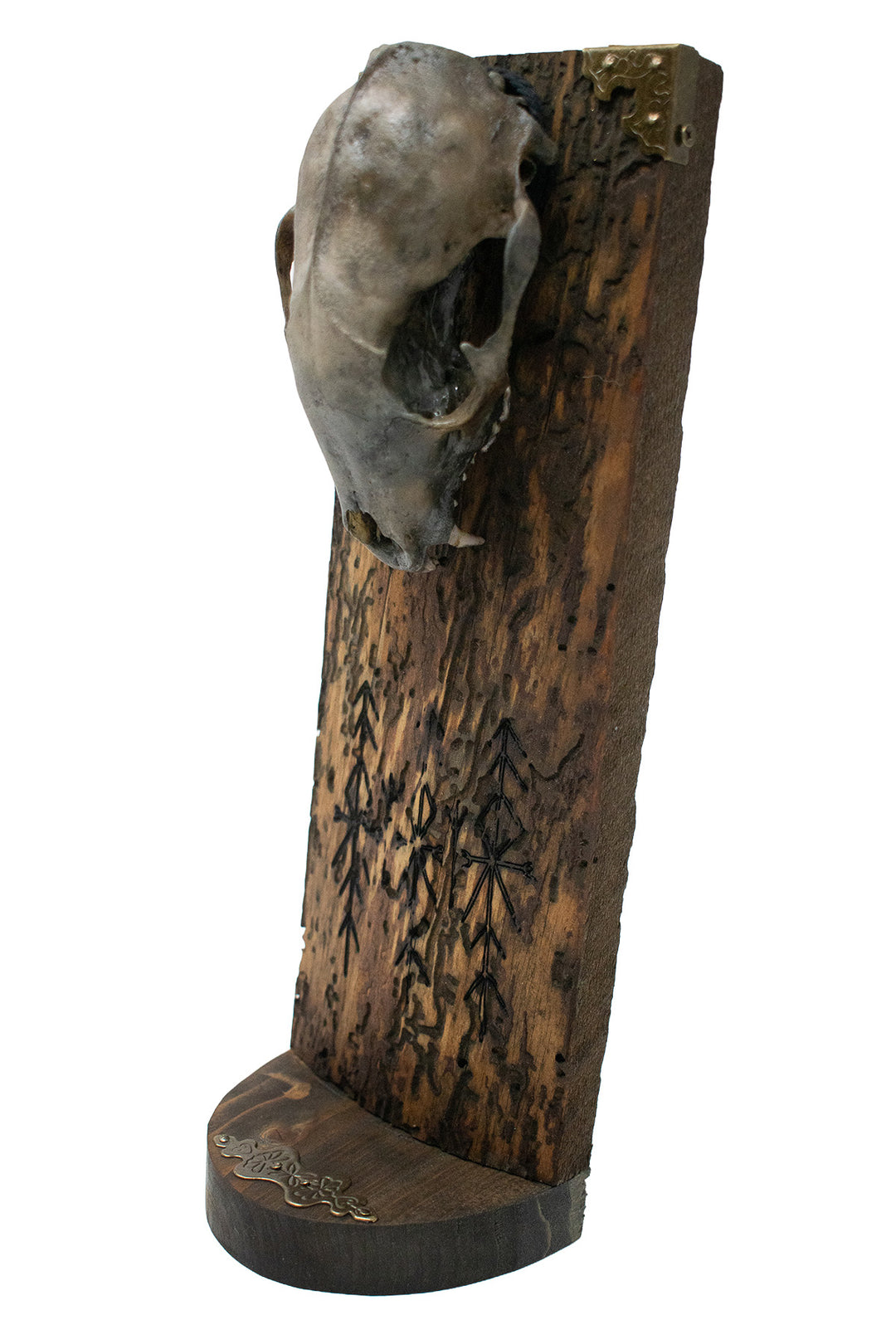 Blackened Raccoon Skull Home Protection Altar