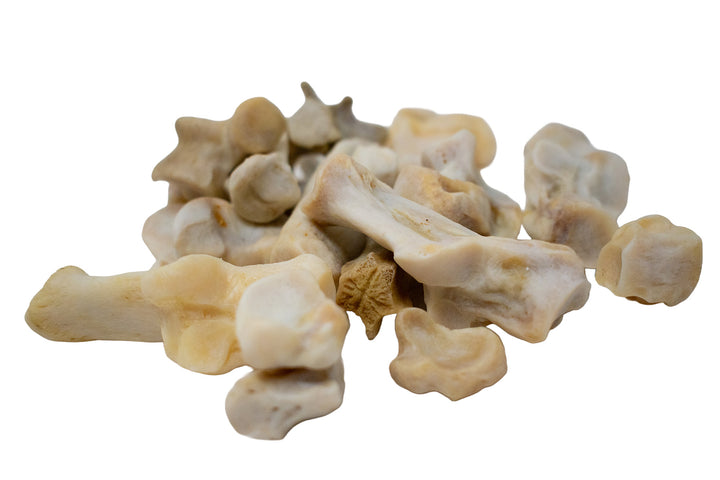 Mountain Lion Bone Assortment