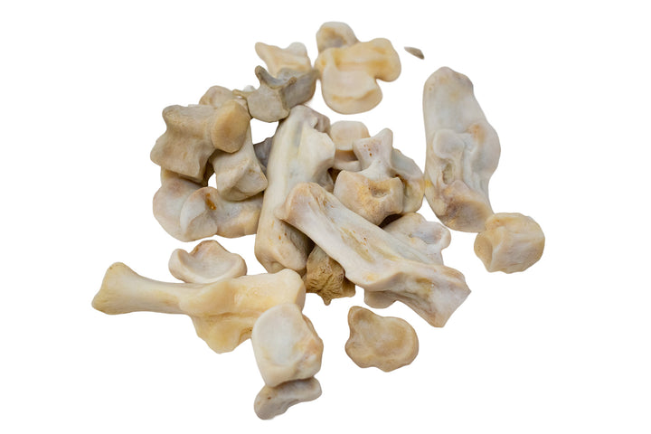 Mountain Lion Bone Assortment