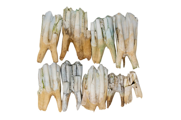 Cow Molar Tooth Lot - 7 oz Bulk Bone Assortment