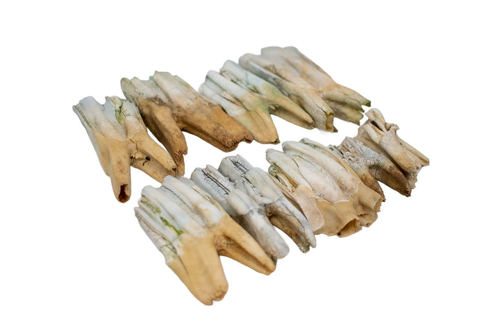 Cow Molar Tooth Lot - 7 oz Bulk Bone Assortment