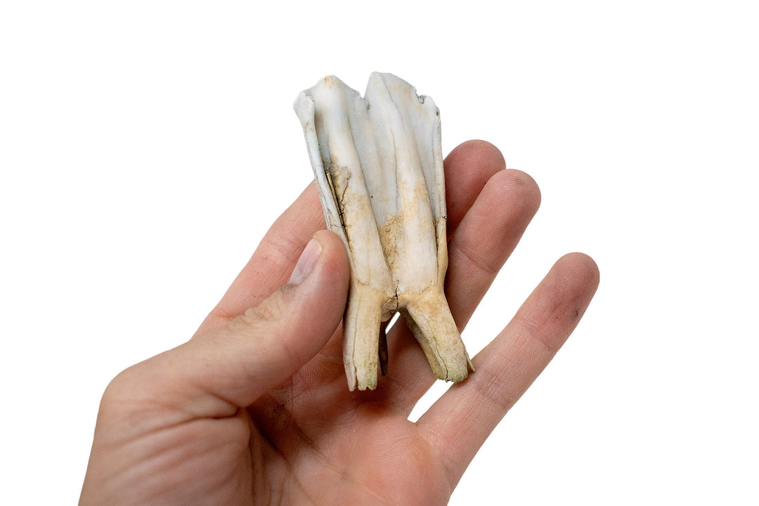 Cow Molar Tooth Lot - 7 oz Bulk Bone Assortment