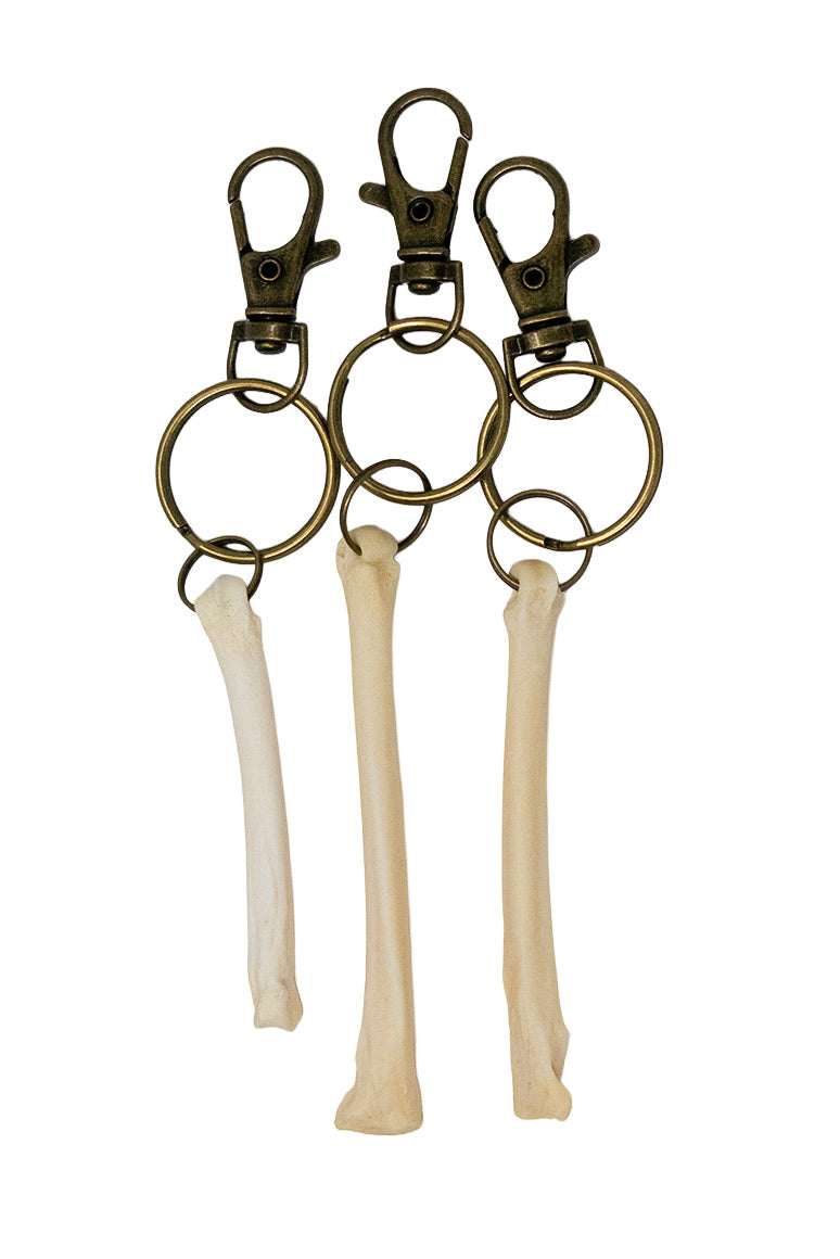 Coyote Foot Bone Keychain