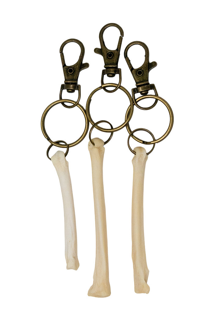 Coyote Foot Bone Keychain