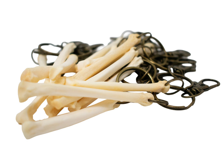 Coyote Foot Bone Keychain