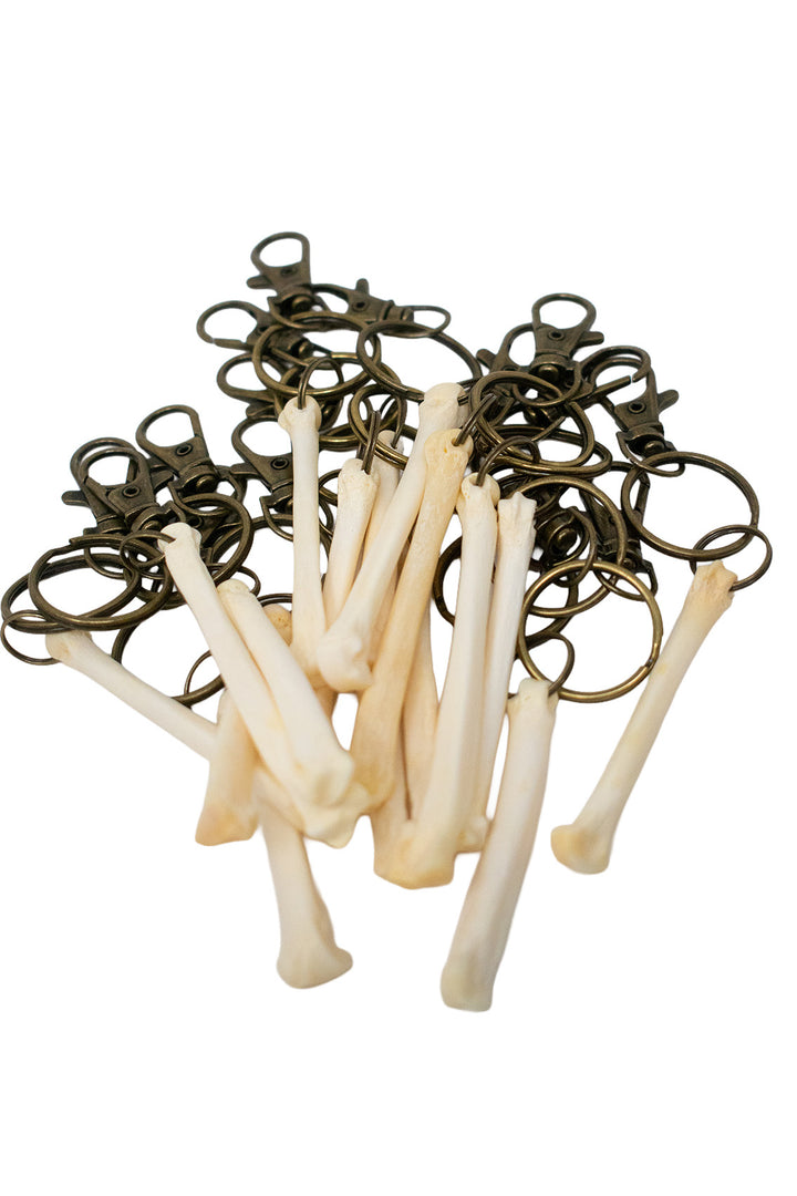 Coyote Foot Bone Keychain