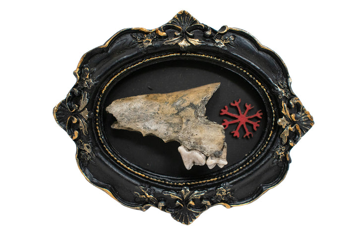 Oddities Bone & Foot Magnets