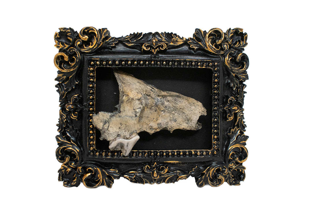 Oddities Bone & Foot Magnets