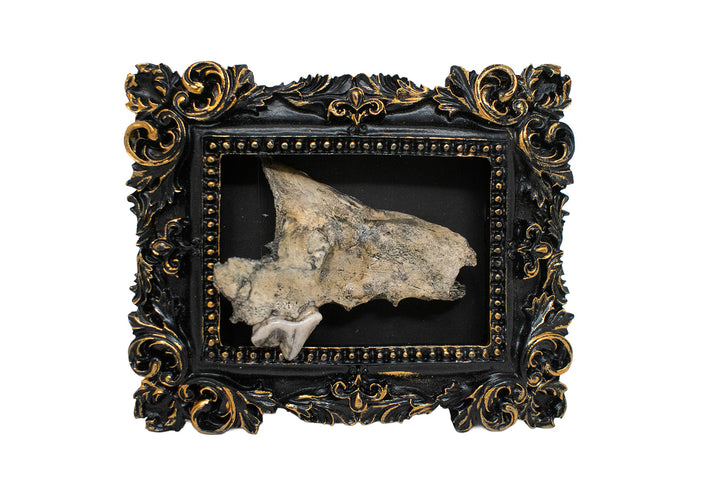 Oddities Bone & Foot Magnets