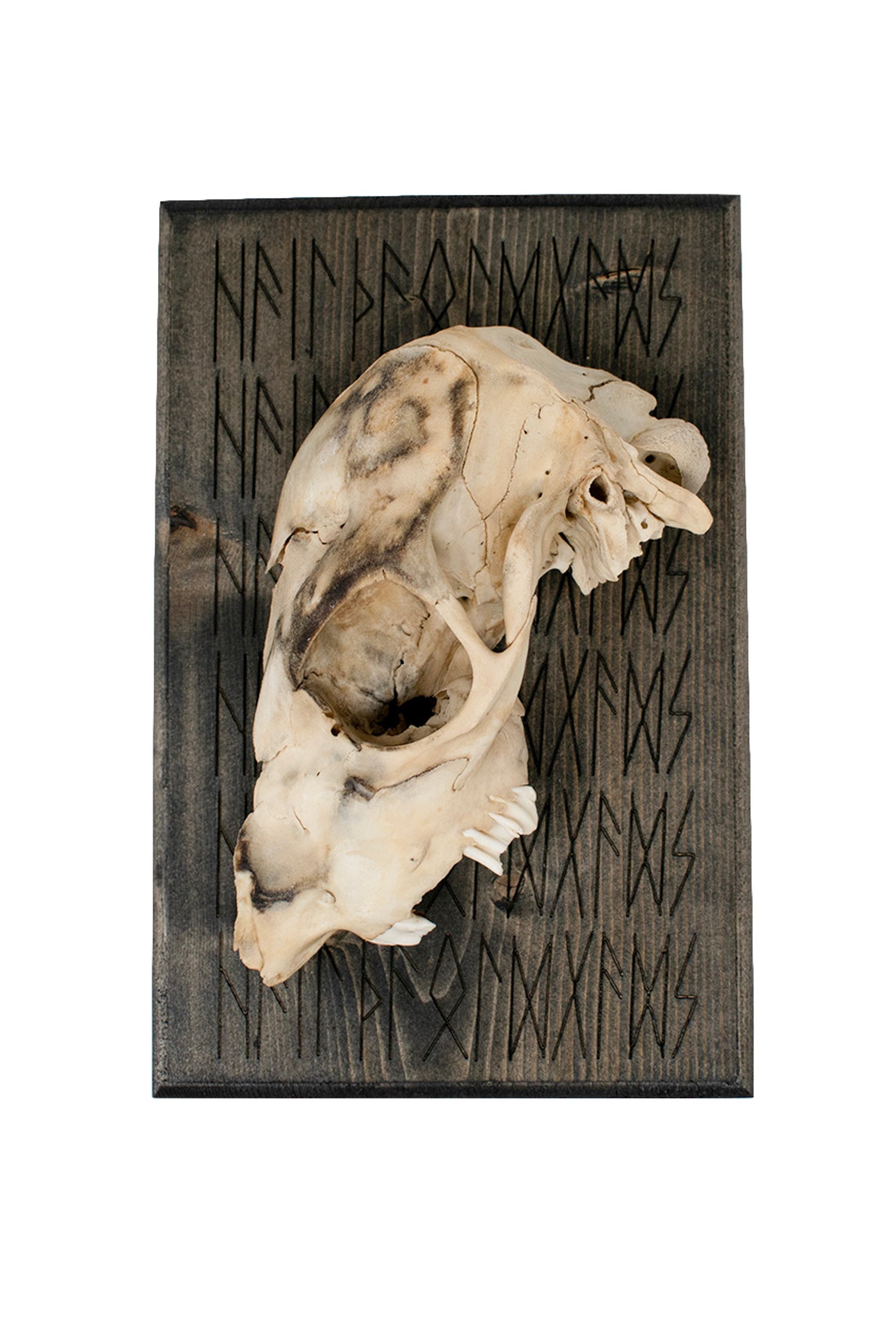 HAIL THE OLD GODS deer skull wall hanger
