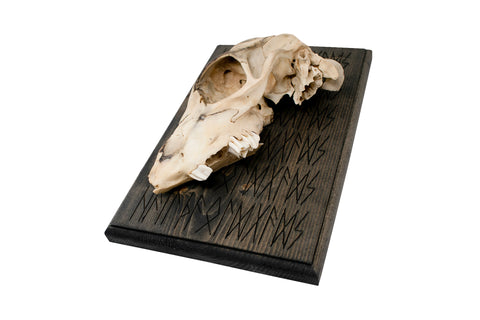 Image of HAIL THE OLD GODS deer skull wall hanger