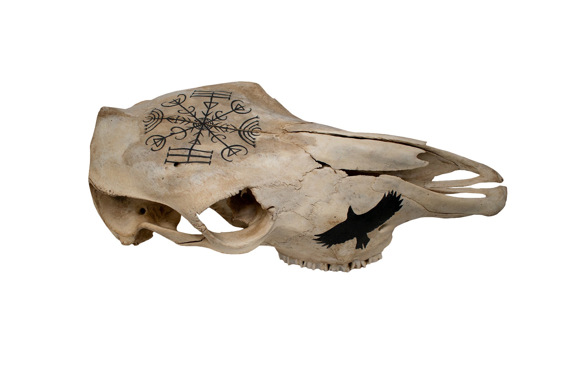 Veldismagn and Raven Cow Skull