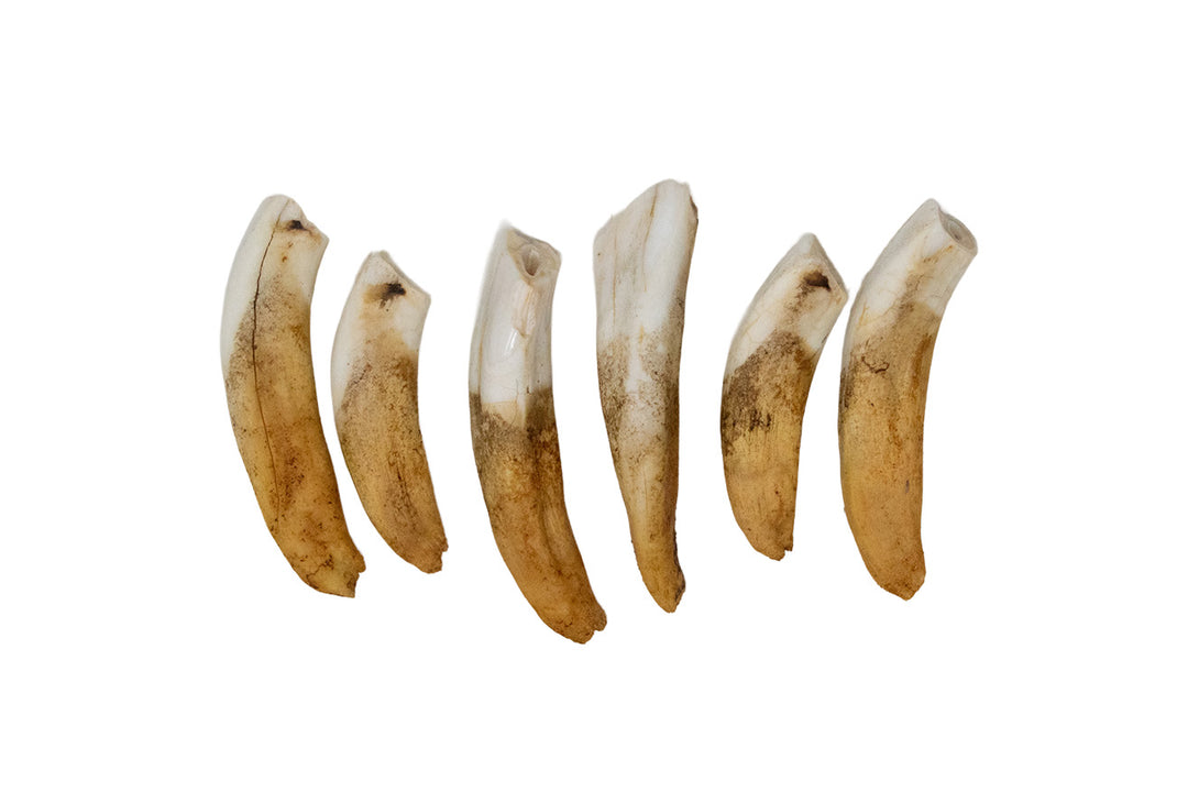 Horse Teeth Lot