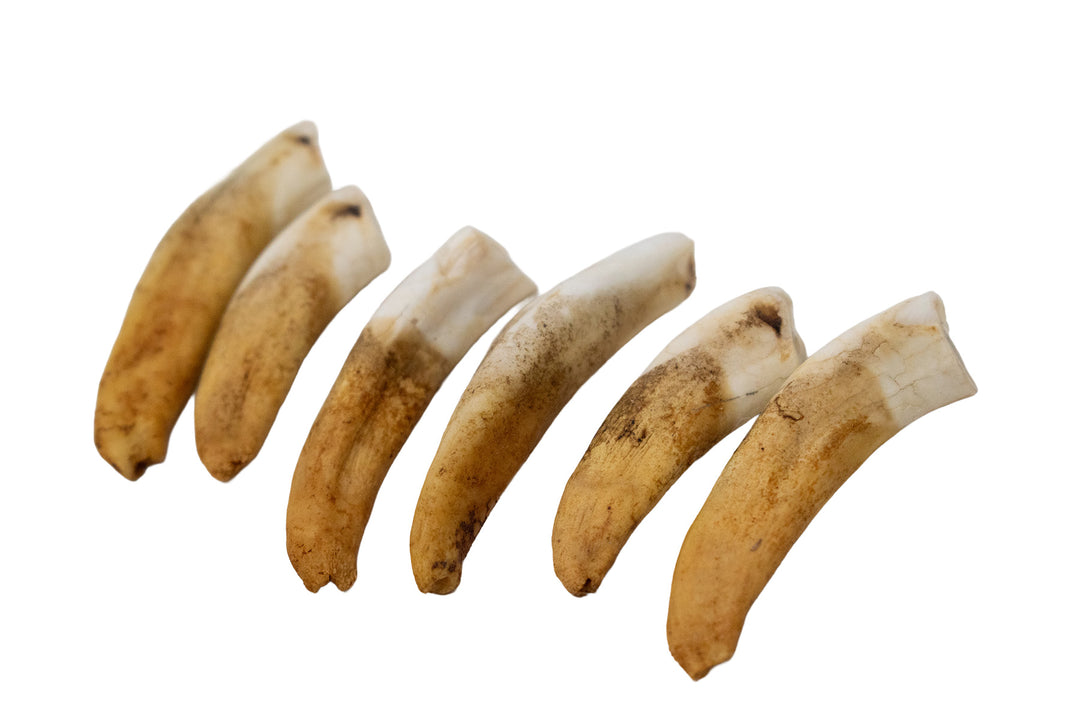 Horse Teeth Lot