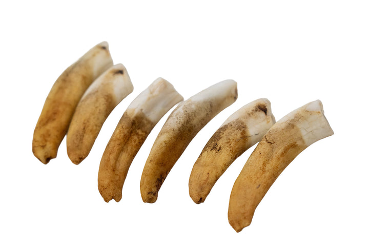 Horse Teeth Lot