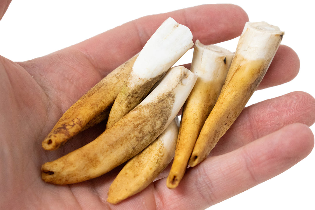 Horse Teeth Lot