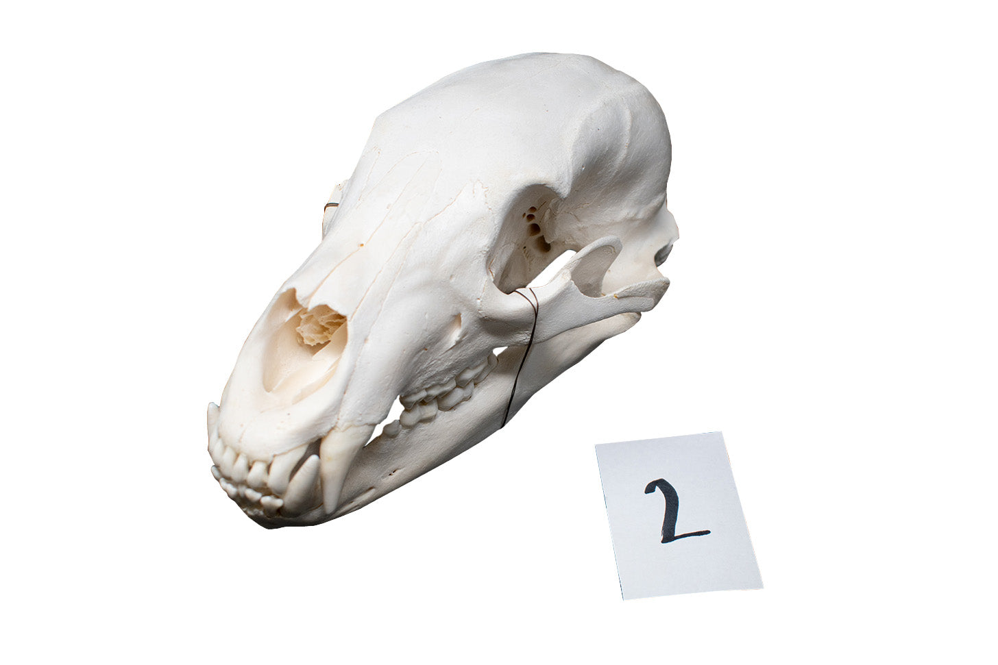 XL black bear skull #2
