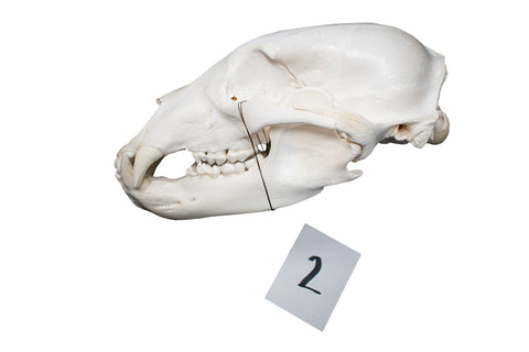 Image of XL black bear skull #2