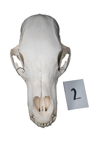 Image of XL black bear skull #2