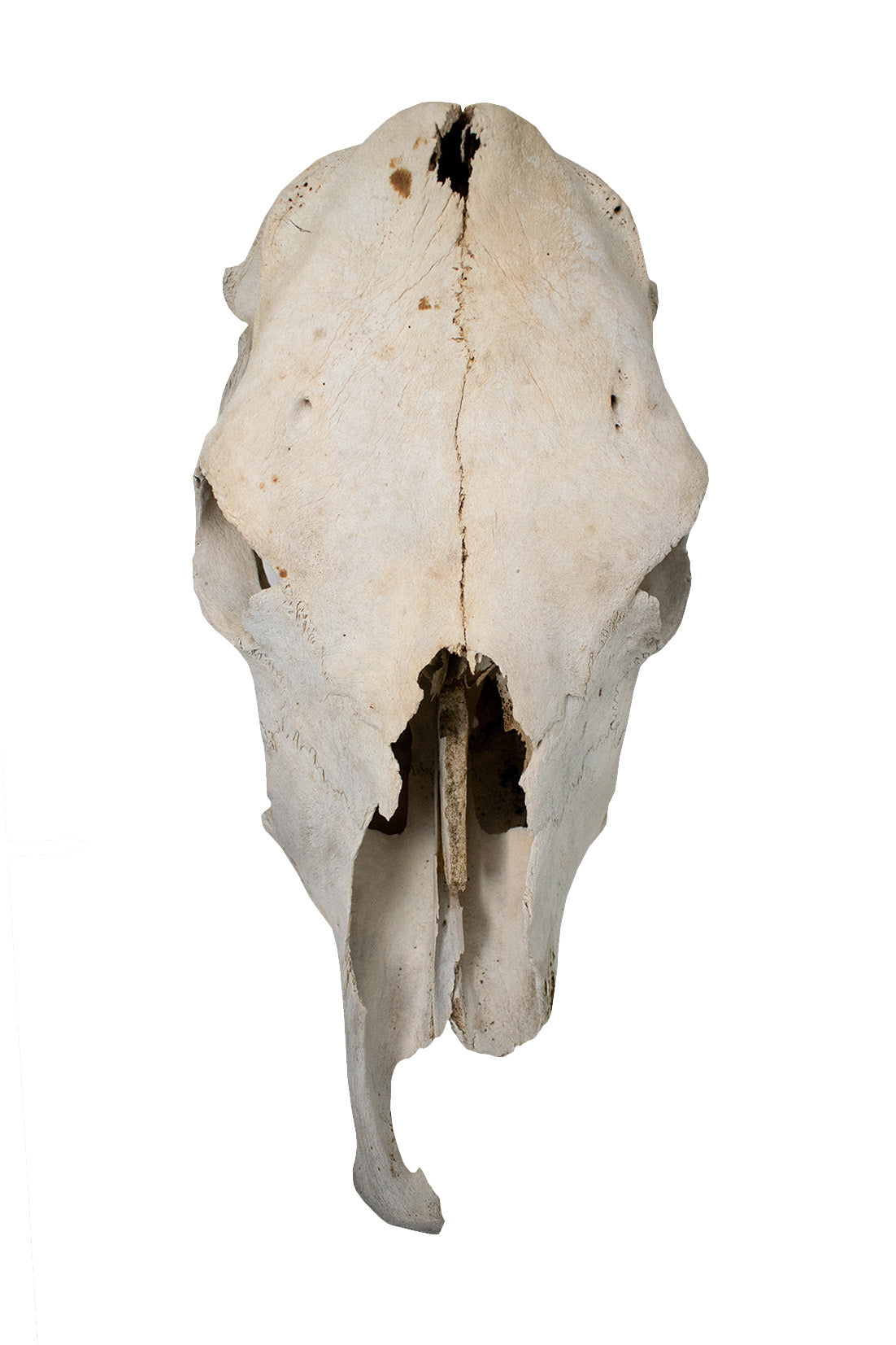 cow skull