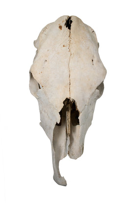 cow skull