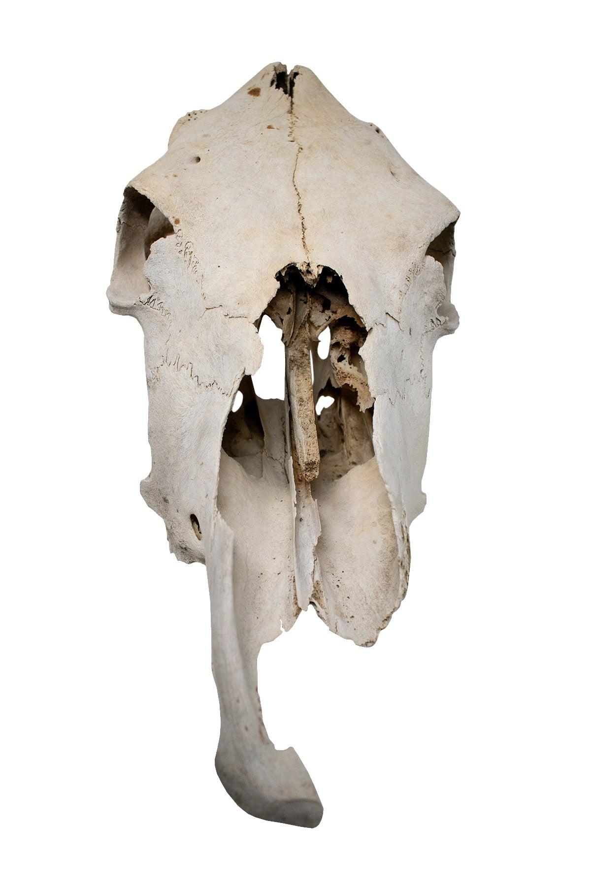 cow skull