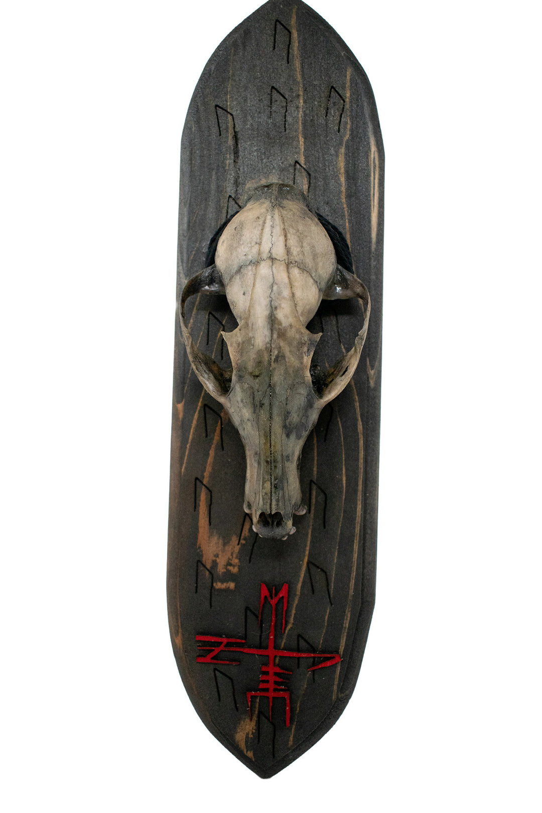 Blackened Fox Skull With Stave For Goddess Hel Wall Hanger