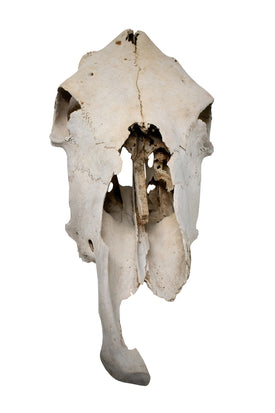 cow skull