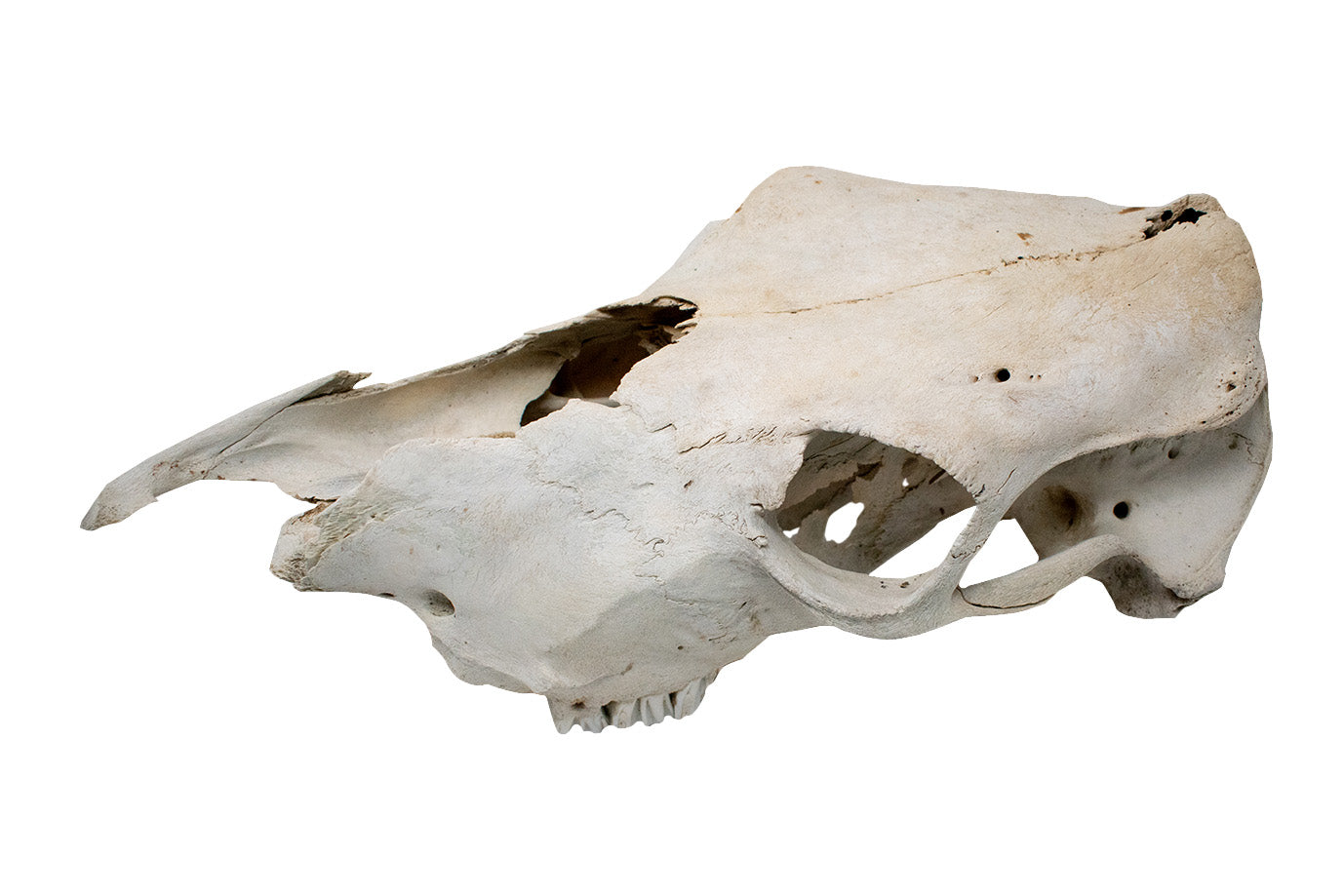 cow skull