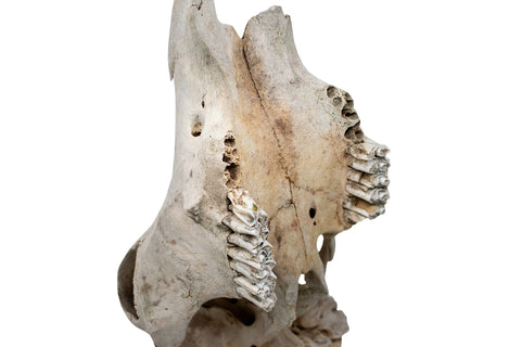 Image of cow skull