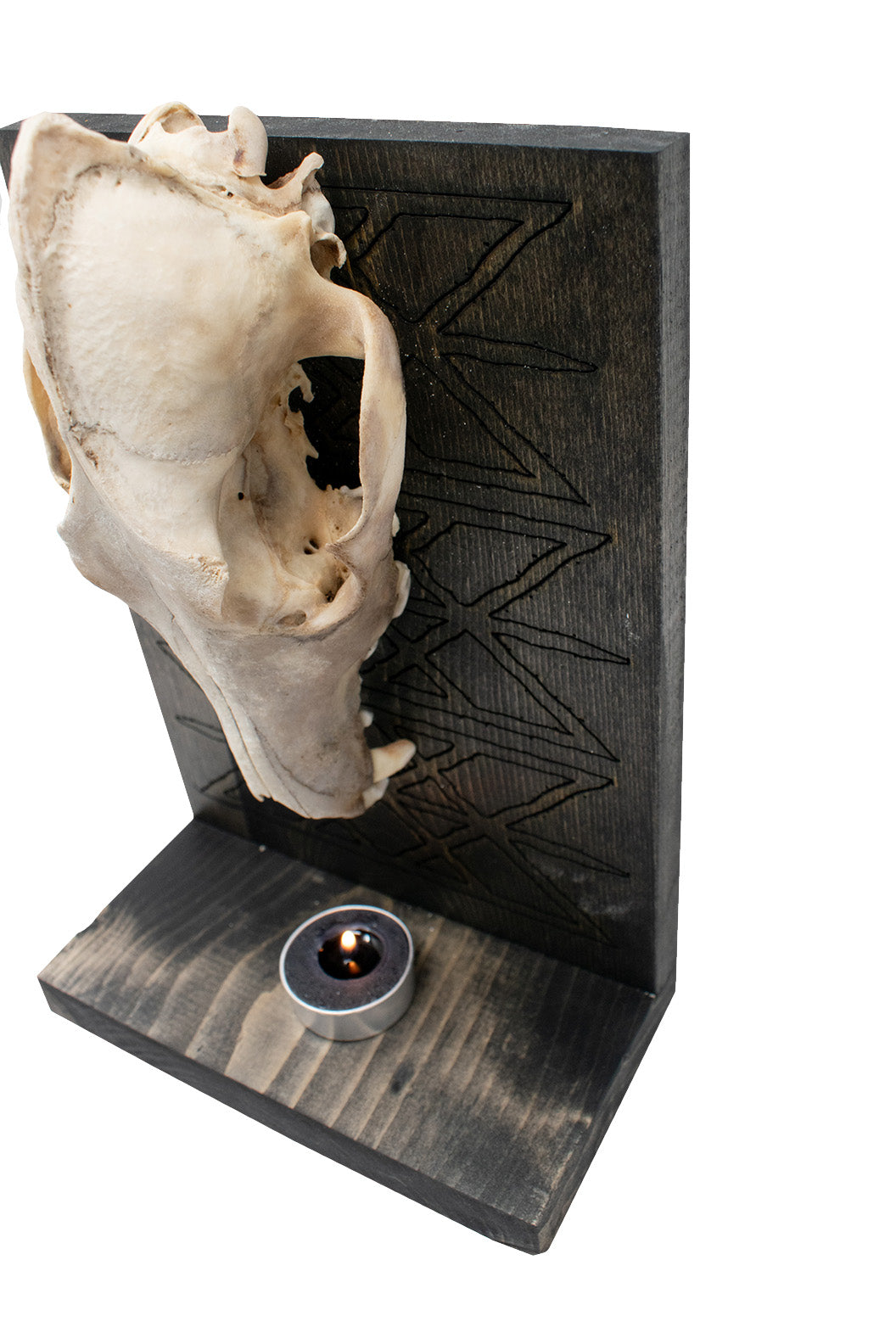 Coyote Skull & Web Of Wyrd Altar