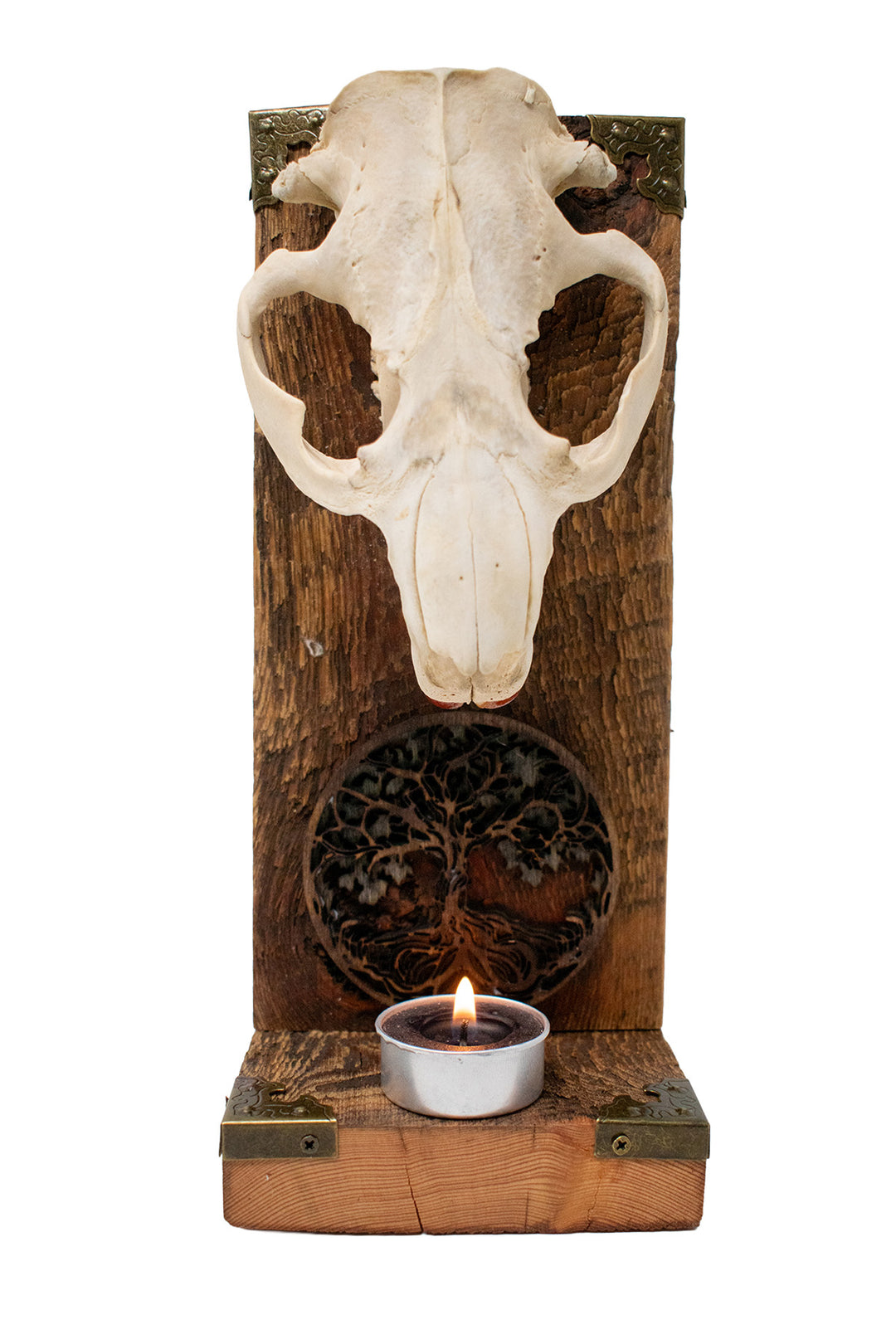 Beaver Skull Yggdrasil Altar