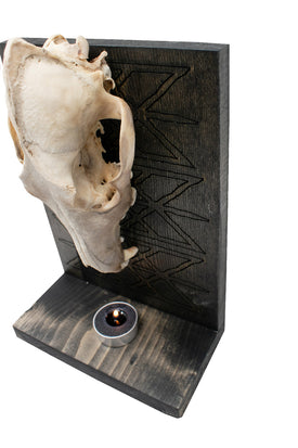Coyote Skull & Web Of Wyrd Altar