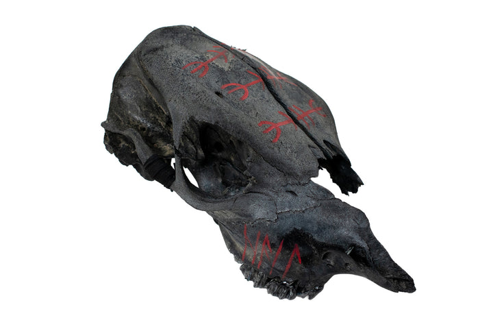 Blackened Calf Skull Protection Talisman