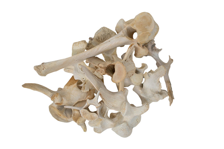 Ethically Sourced Elk Vertebra – Ritual Offering & Altar Talisman