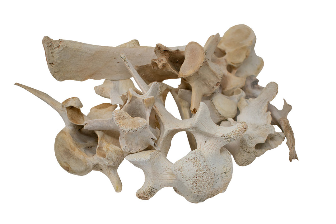 Ethically Sourced Elk Vertebra – Ritual Offering & Altar Talisman