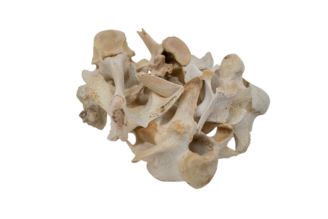 Ethically Sourced Elk Vertebra – Ritual Offering & Altar Talisman
