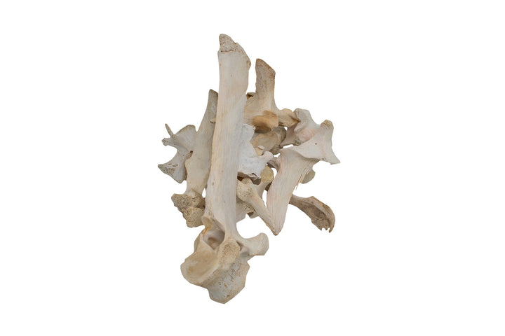 Ethically Sourced Elk Vertebra – Ritual Offering & Altar Talisman