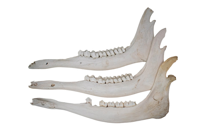 Moose Jawbone