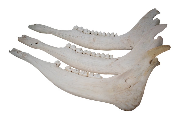 Moose Jawbone