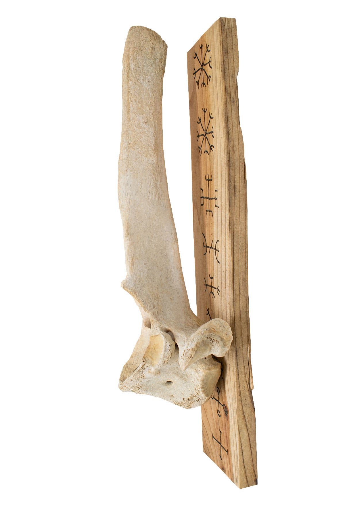 Set of Elk Vertebra Wall Hangers with Nine Helms Engraving