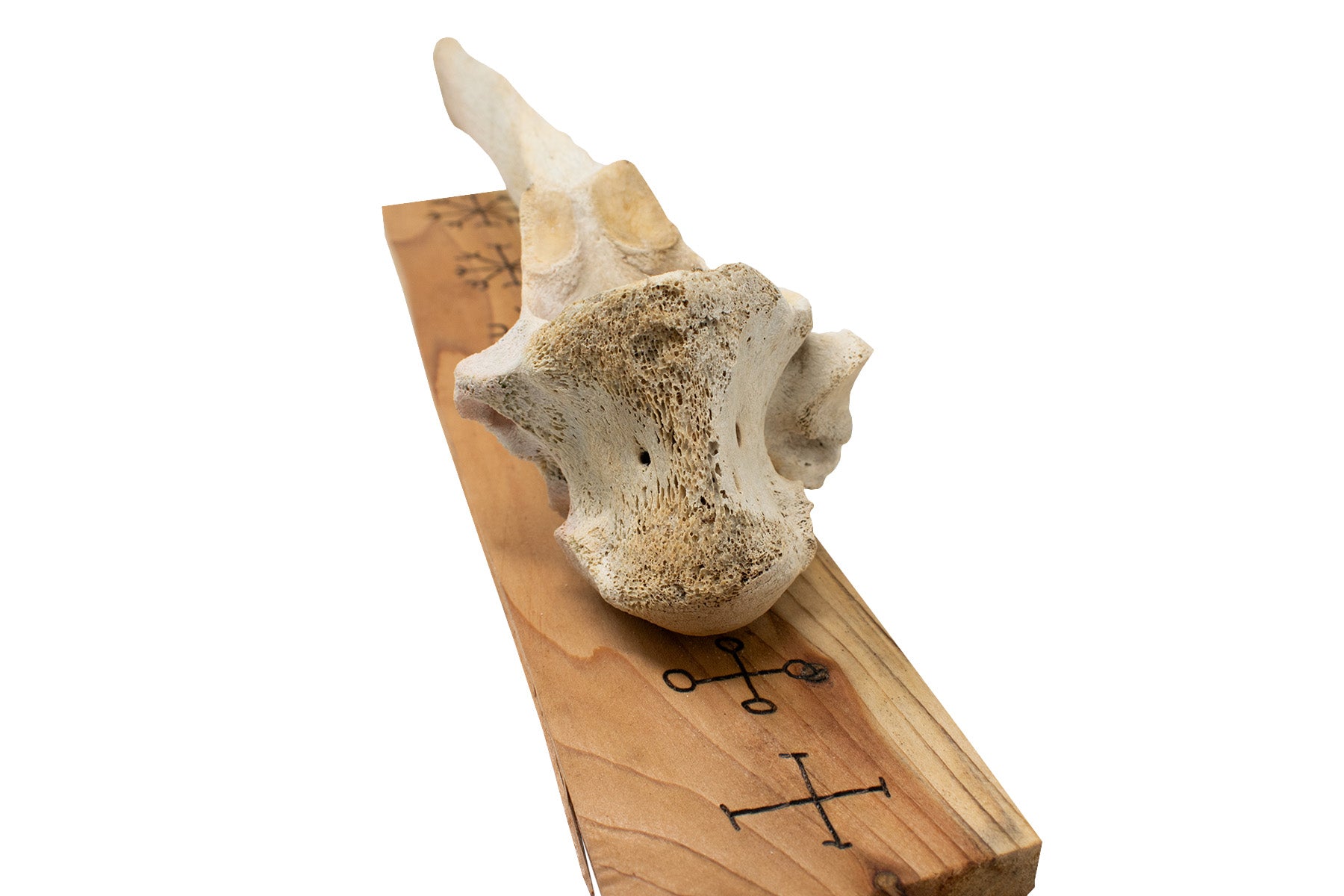 Set of Elk Vertebra Wall Hangers with Nine Helms Engraving